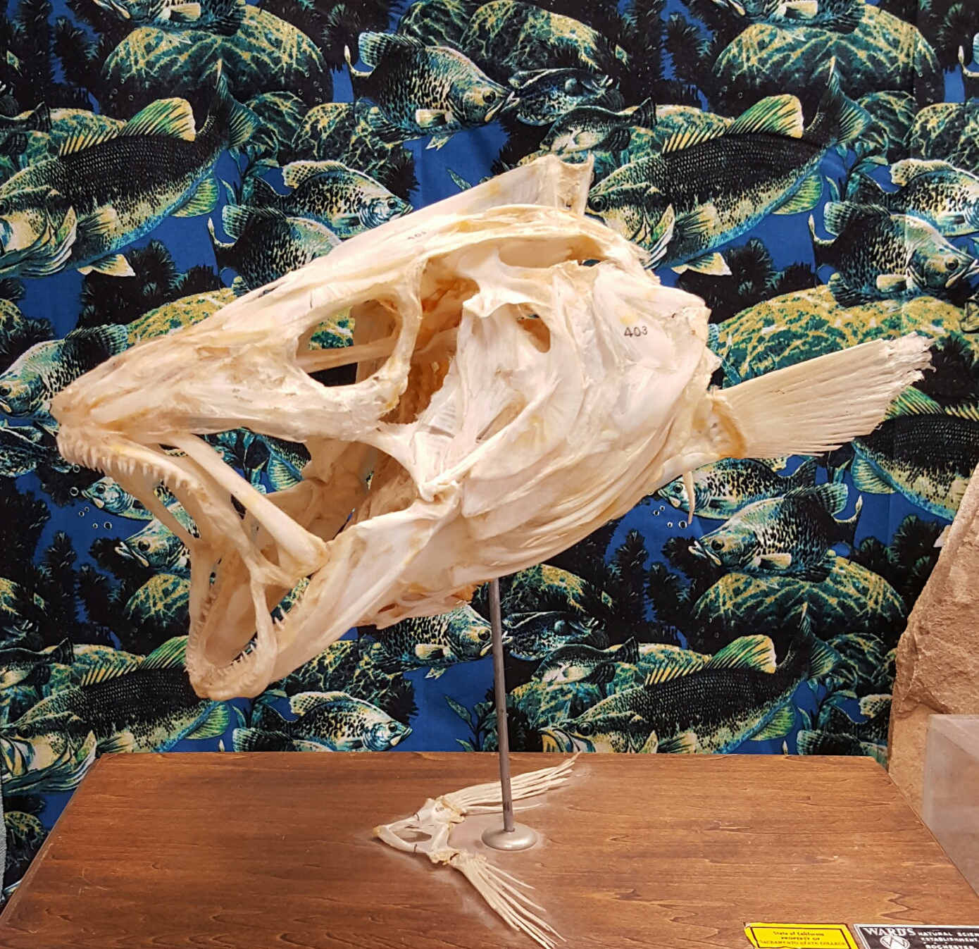 Fish Skull